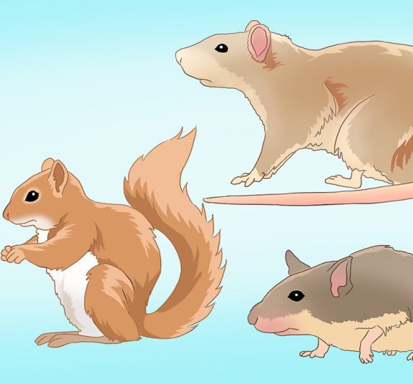 Грызуны рисунок