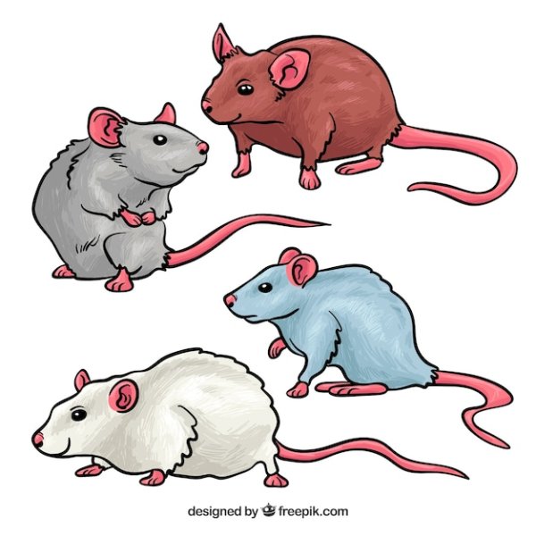Нарисованная лабораторная мышь