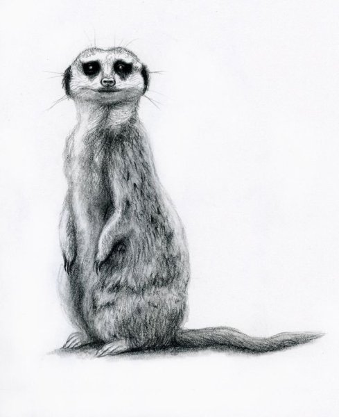 Сурикат рисунок карандашом