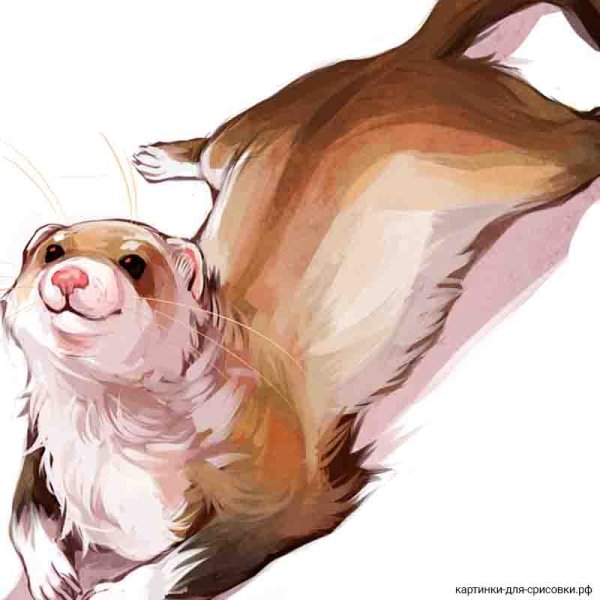 Сурок мультяшный