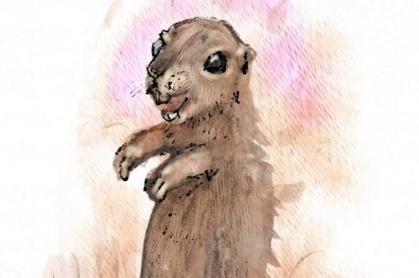 Нарисовать суслика