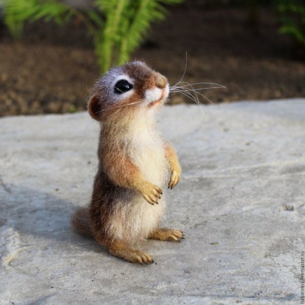 Сурок мультяшный