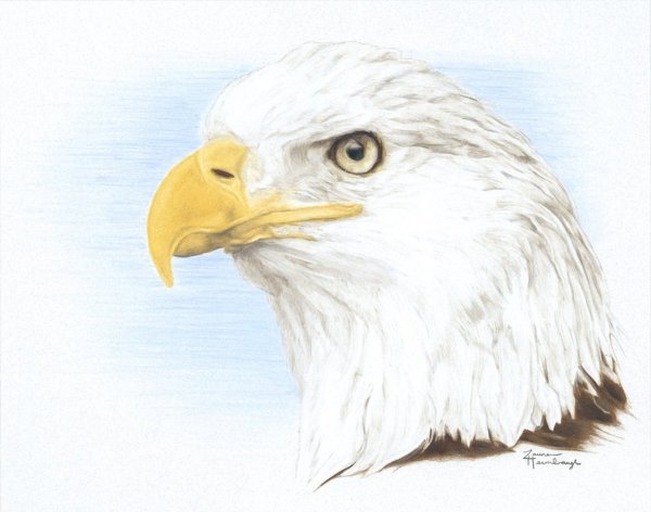 Орлан рисунок