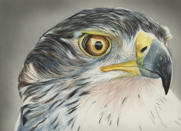 Портрет птицы