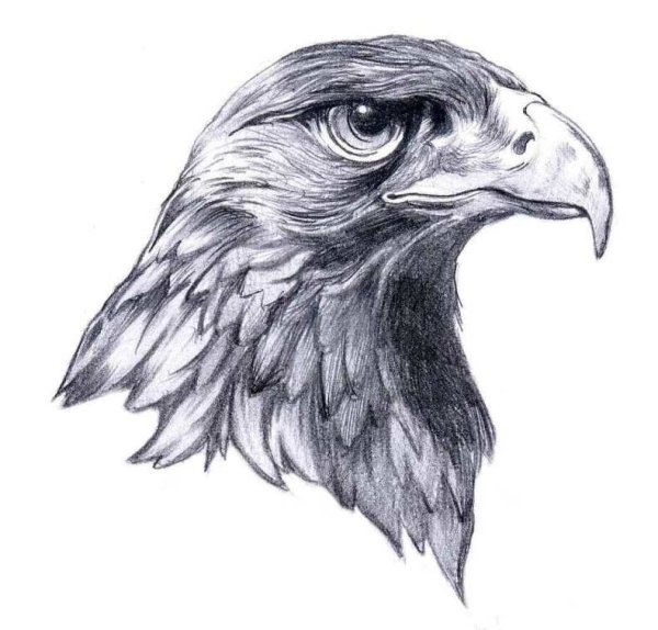 Рисунки Орлов