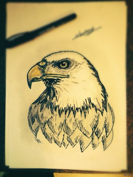 Орёл для срисовки