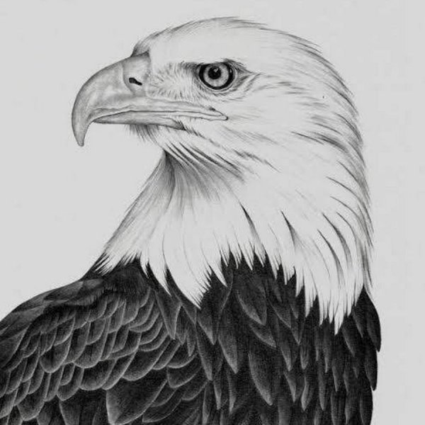 Рисунки Орлов карандашом