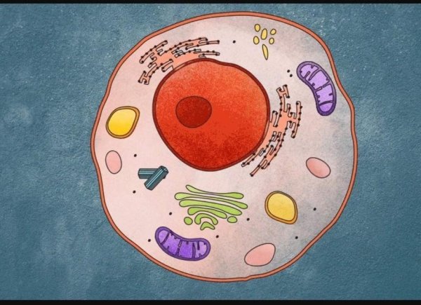 Милые бактерии