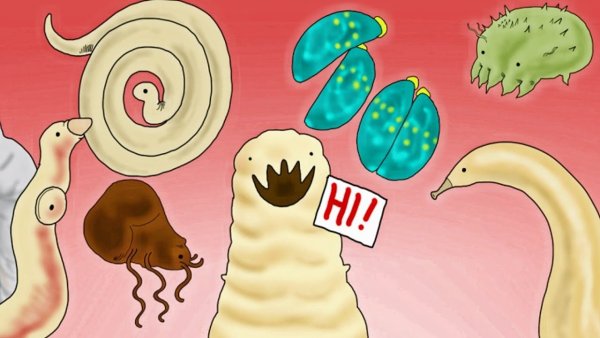 Клетки тела