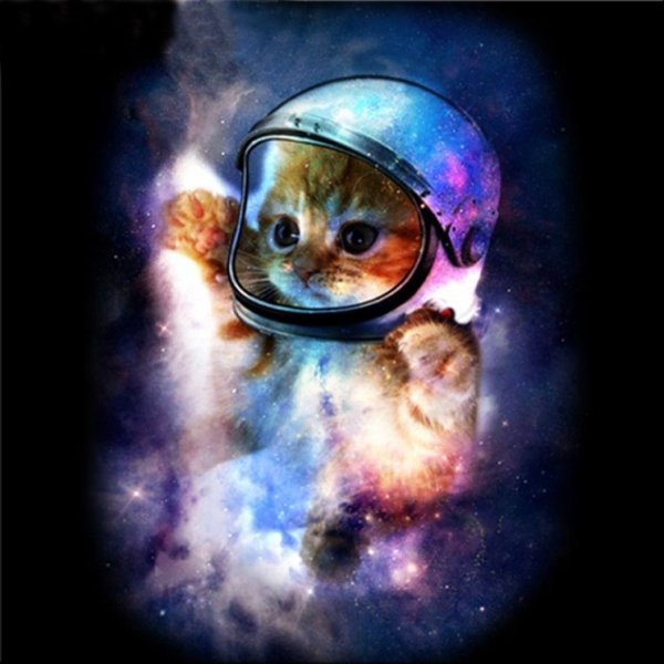 Кот космонавт