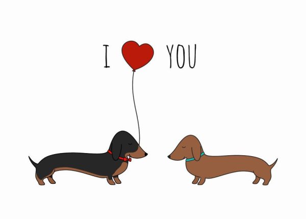 Таксы любовь