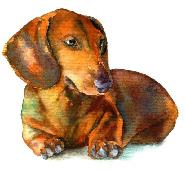 Мультяшные таксы