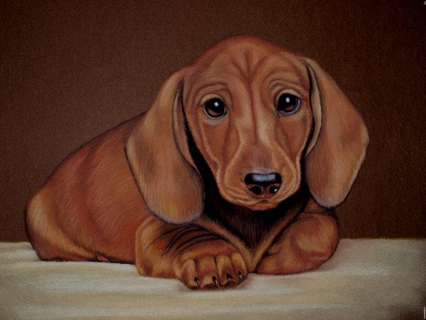 Такса рисунок