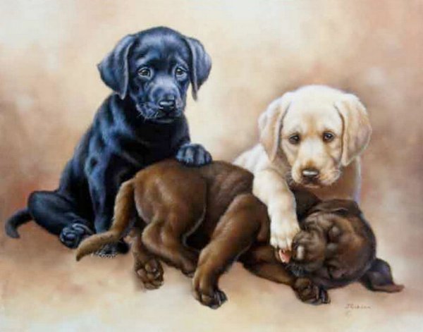 Художник Judy Gibson