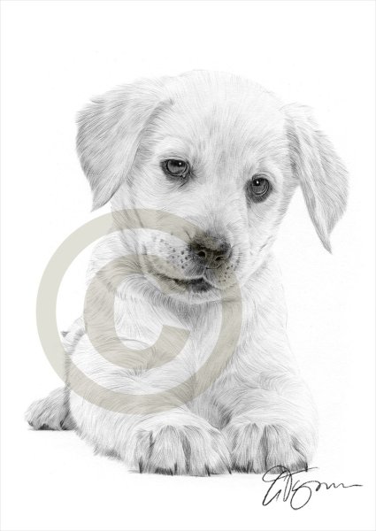 Лабрадор щенок рисунок карандашом