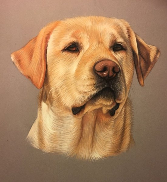 Голова лабрадора