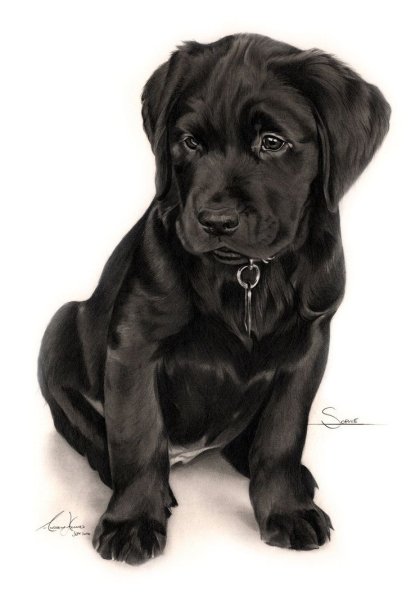 Чёрный терьер и лабрадор