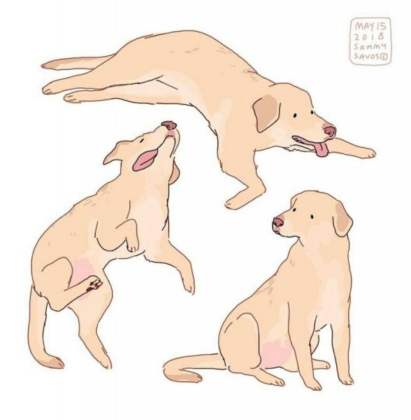 Лабрадор ретривер референс