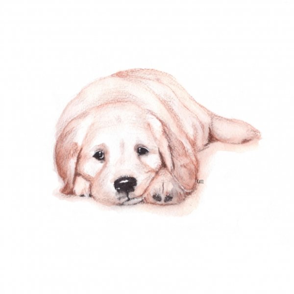 Лабрадор для срисовки