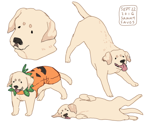 Лабрадор референс