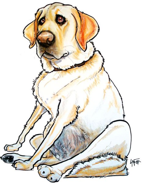 Лабрадор шарж