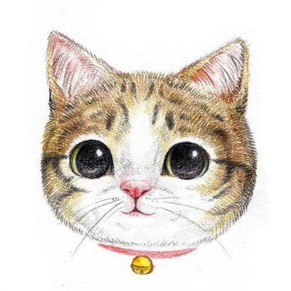 Мордашка кошечки