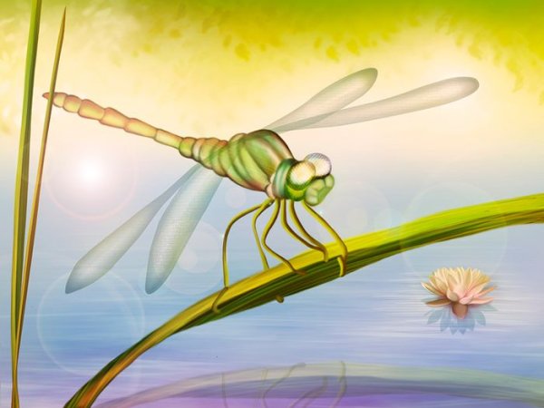 Стрекоза рисунок