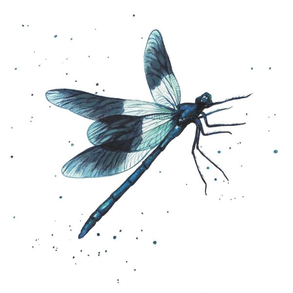 Стрекоза акварель на белом фоне
