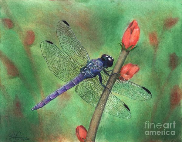 Акварельные Стрекозы