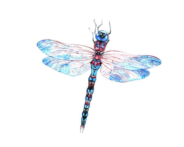 Красивые узоры карандашом Стрекоза