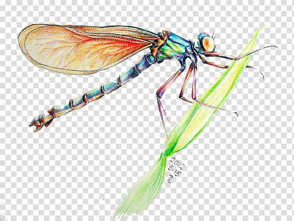 Стрекоза рисунок