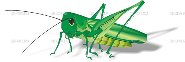 Грилло кузнечик