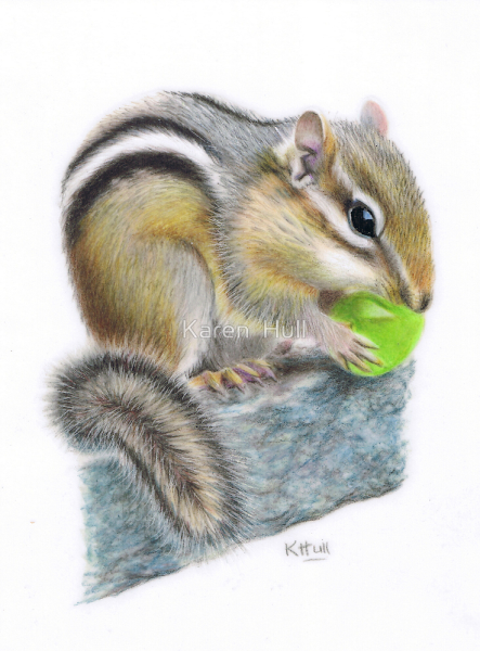 Бурундук для детей