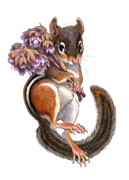 Нарисовать милого бурундука