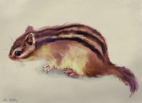 Бурундук рисунок