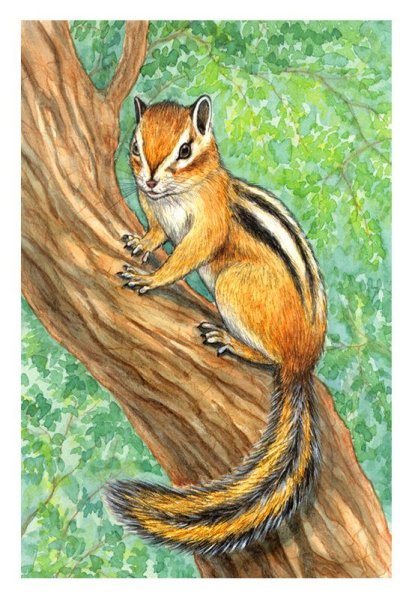 Бурундук для детей