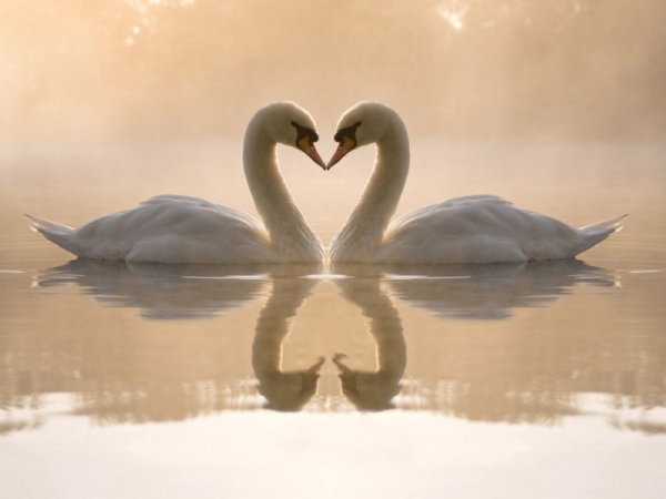 Лебеди пастелью