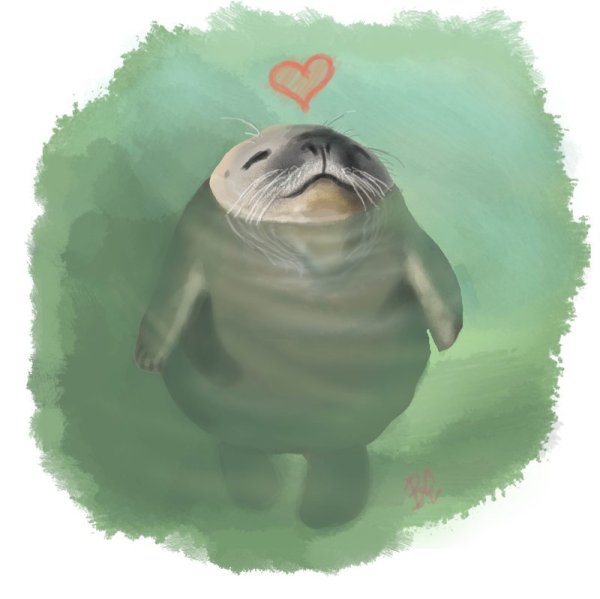 Морской котик арт