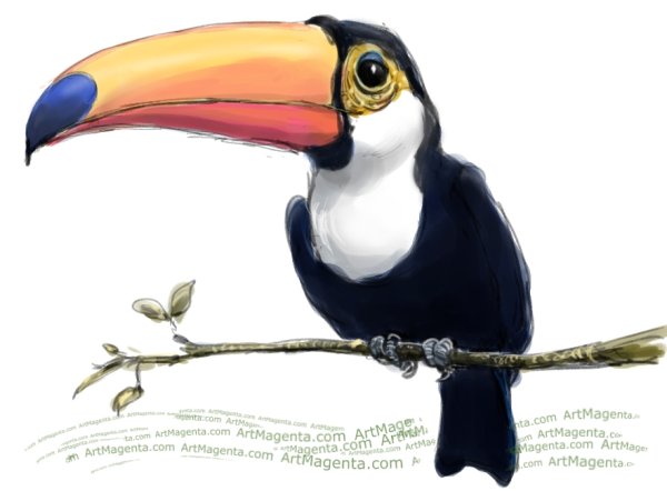 Toco Toucan рисунок