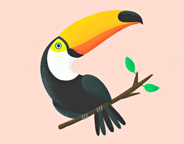 Тукан рисунок для детей