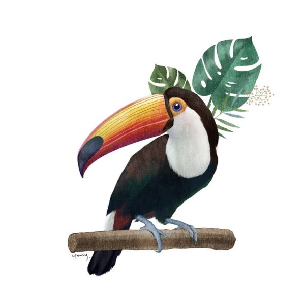 Тропические птицы