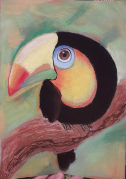 Тукан рисунок