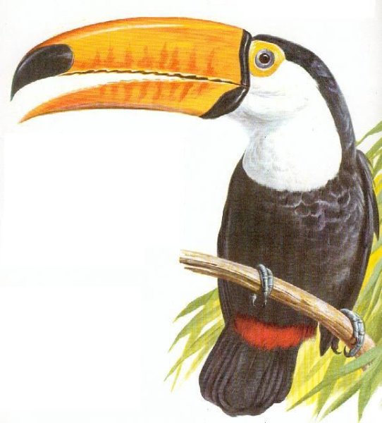 Тукан эскиз