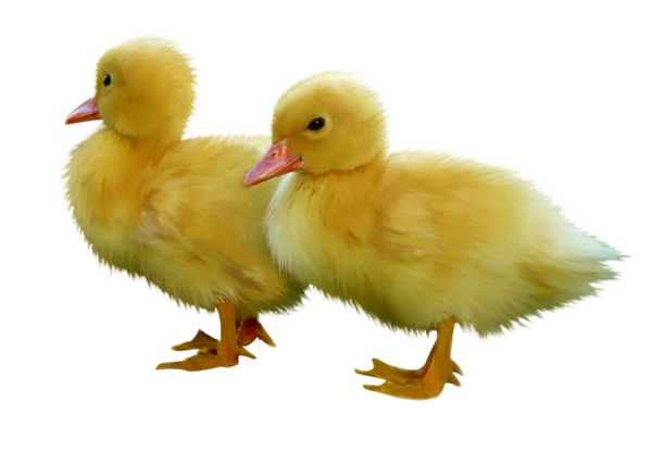 Гусенок на белом фоне