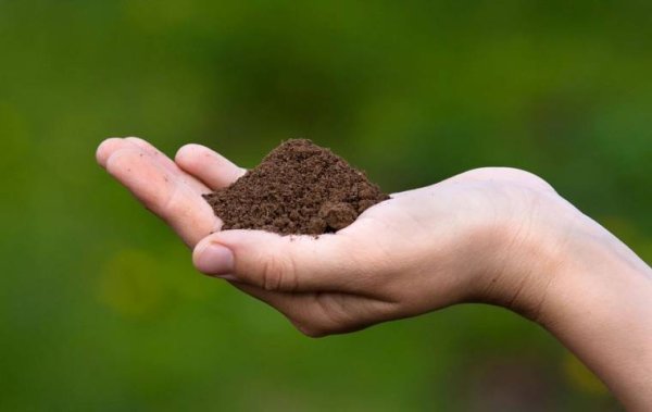 Стихотворение о любви к родине