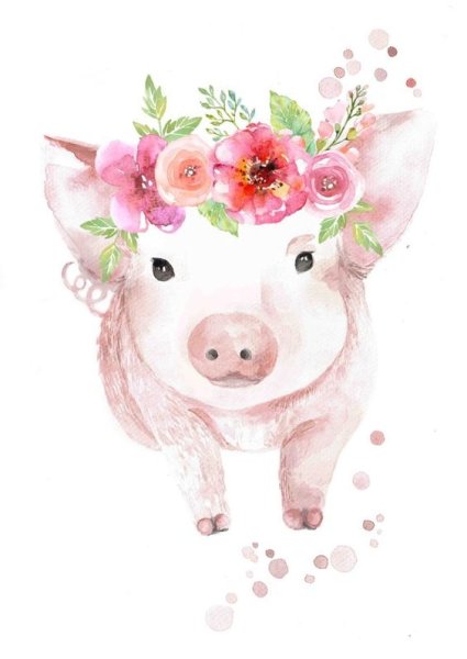 Милая мордашка свинки