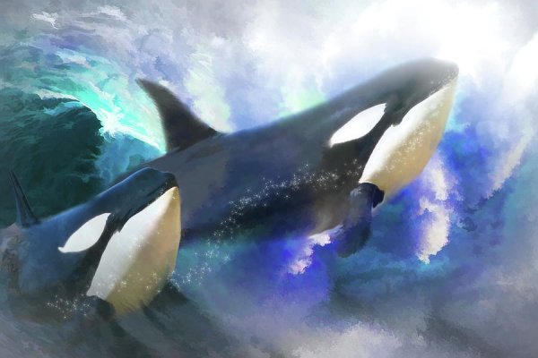 Касатка арты