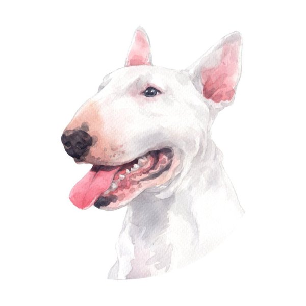 Ramil с бультерьером