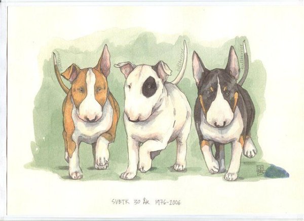 Бультерьер карикатура