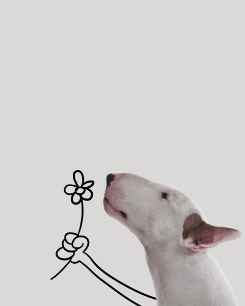 Бультерьер Джимми Чу